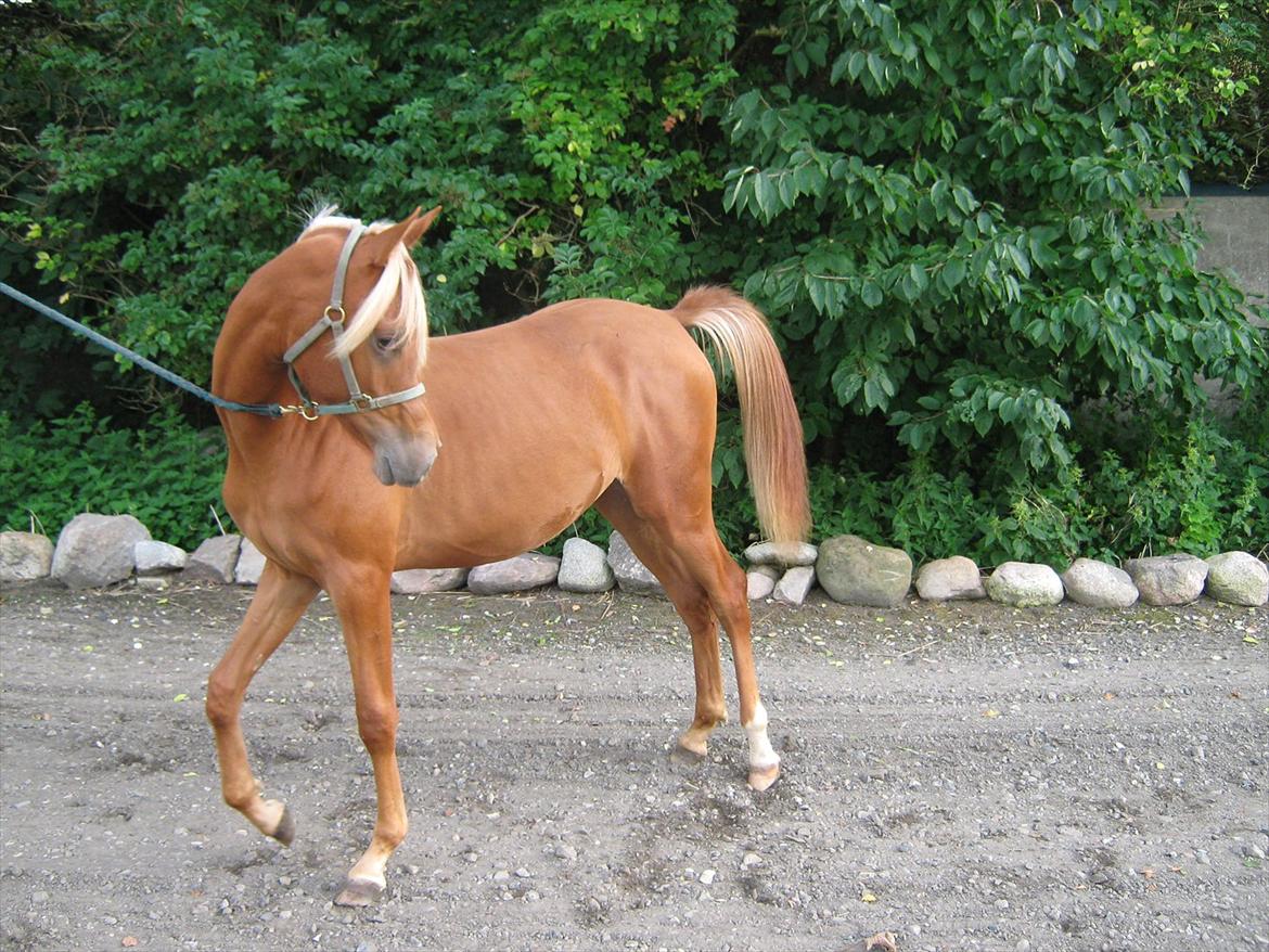 Arabisk fuldblod (OX) Alim ibn ibn washa ox billede 3