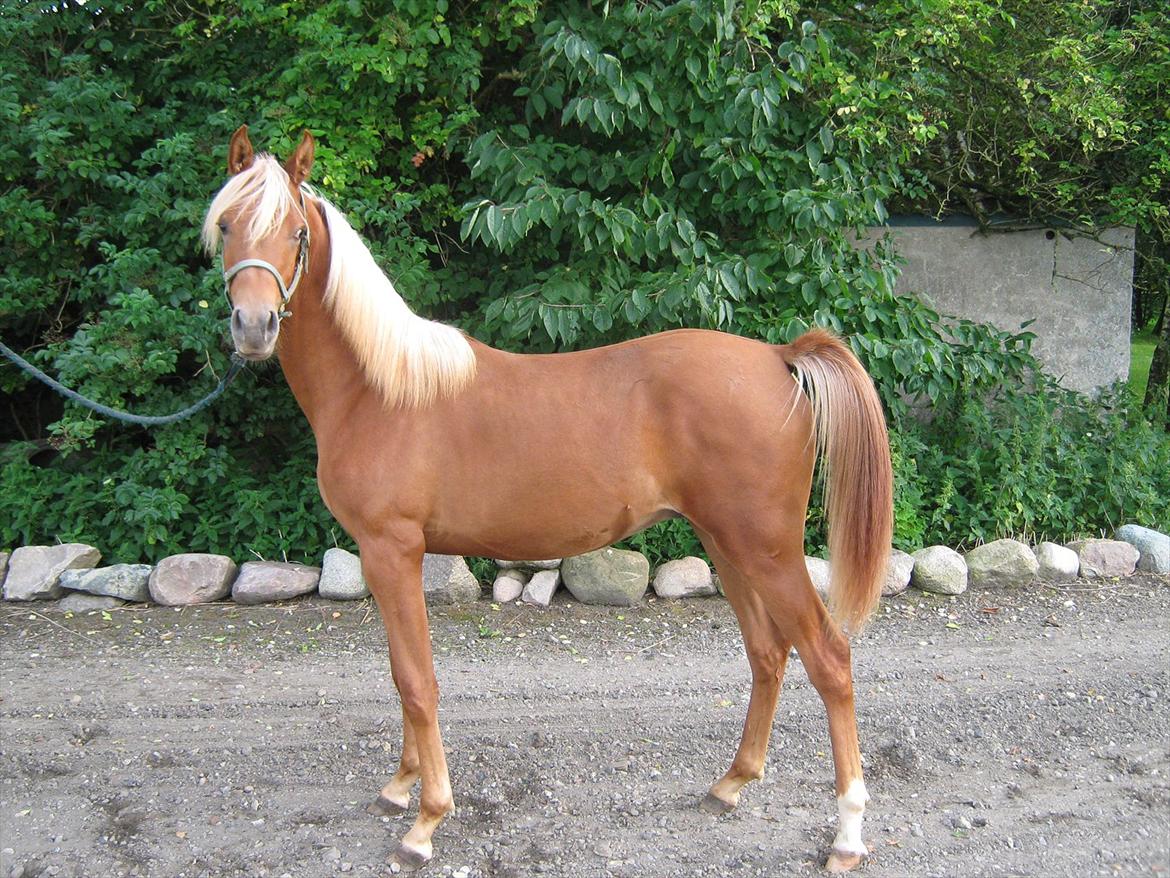 Arabisk fuldblod (OX) Alim ibn ibn washa ox billede 5