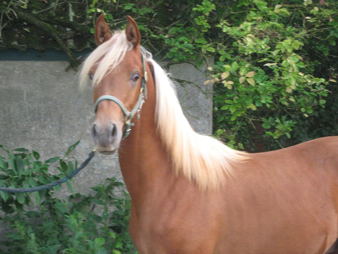 Arabisk fuldblod (OX) Alim ibn ibn washa ox billede 4