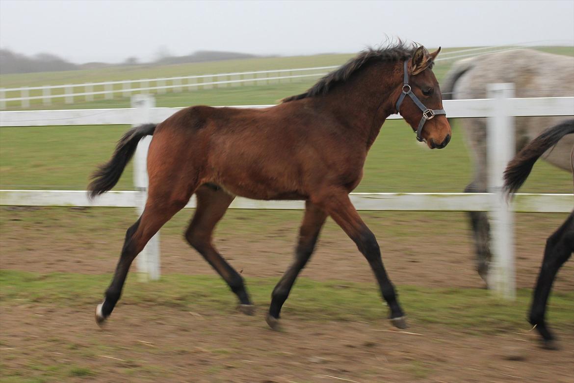 Dansk Varmblod Ringsgaards geni - Geni 5mdr billede 25