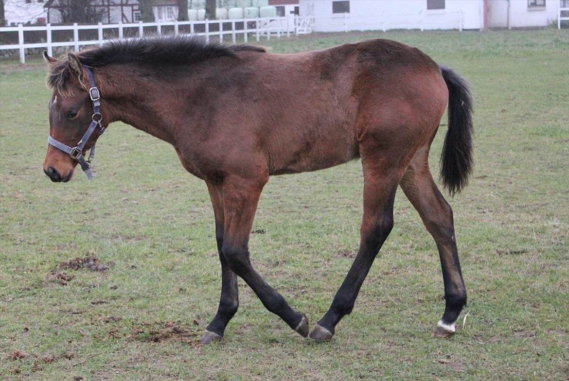 Dansk Varmblod Ringsgaards geni - Geni 5 mdr billede 28