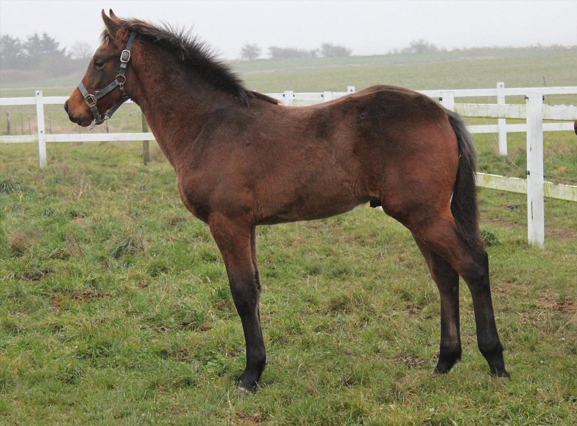 Dansk Varmblod Ringsgaards geni - Geni 5mdr billede 26