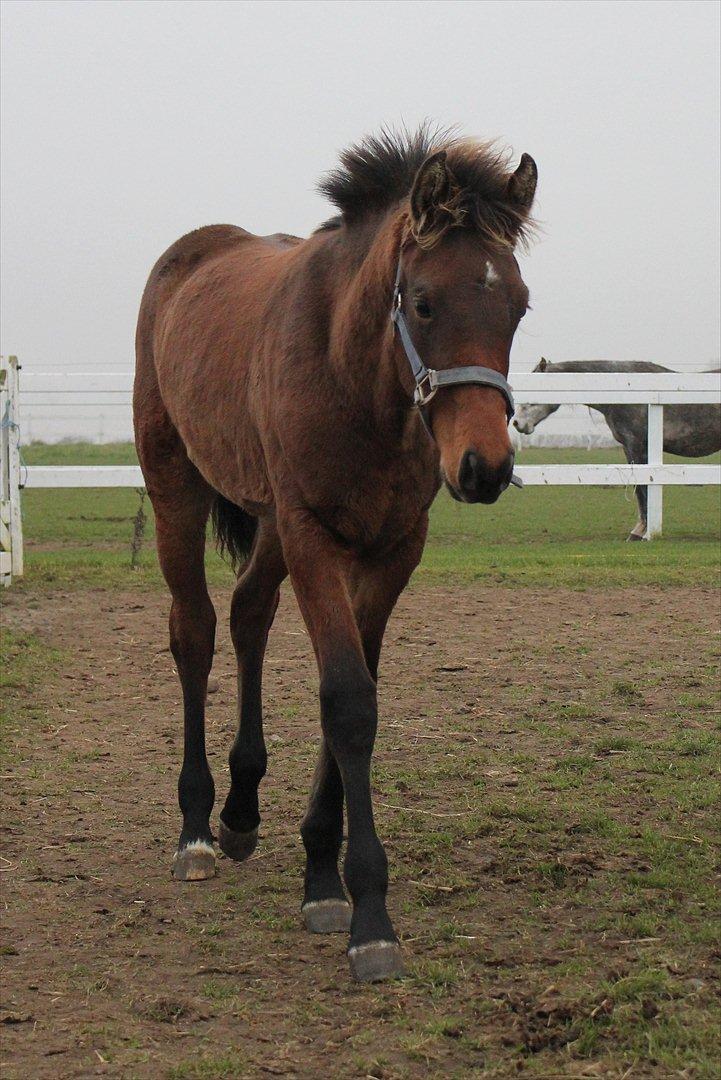 Dansk Varmblod Ringsgaards geni - Geni 5mdr billede 29