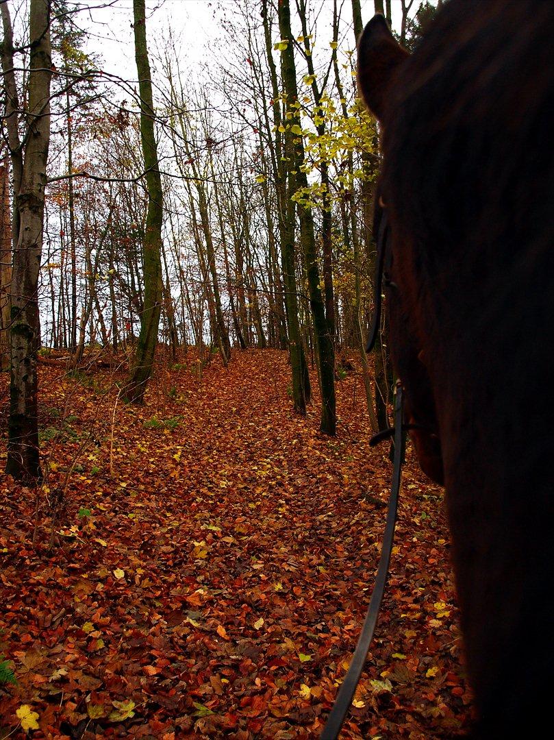 Dansk Varmblod Kananka skovgaard - 24.11.11 SKOVTUR!! billede 19