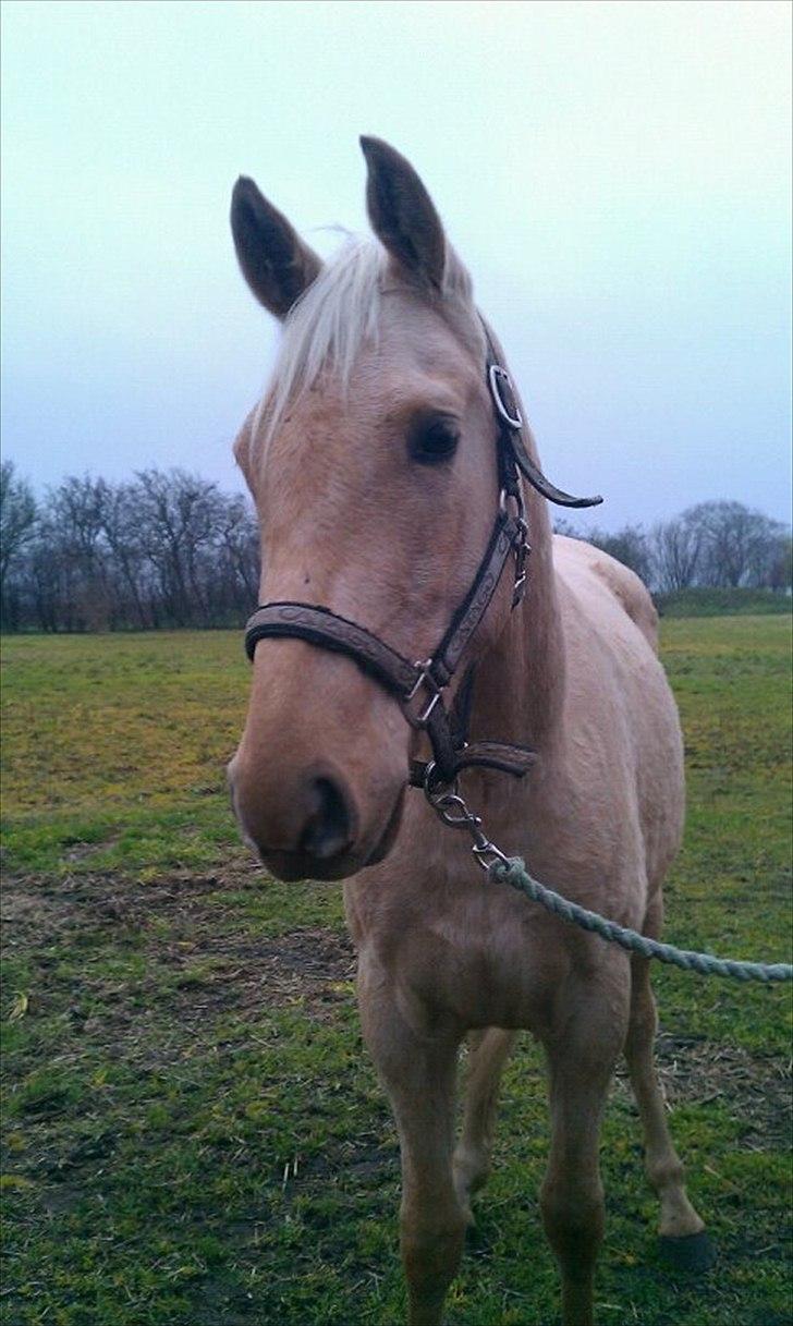 Anden særlig race Zantiago/Felix (Solgt til malene) - <3 billede 13