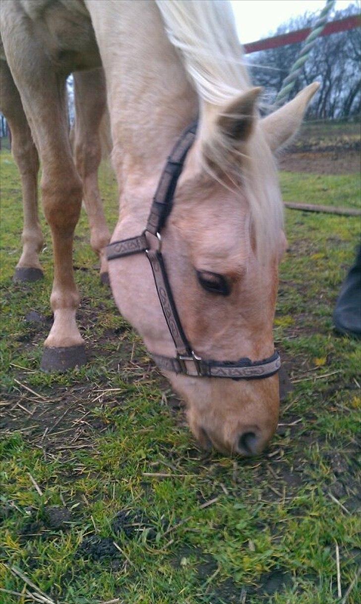 Anden særlig race Zantiago/Felix (Solgt til malene) - <3 billede 14
