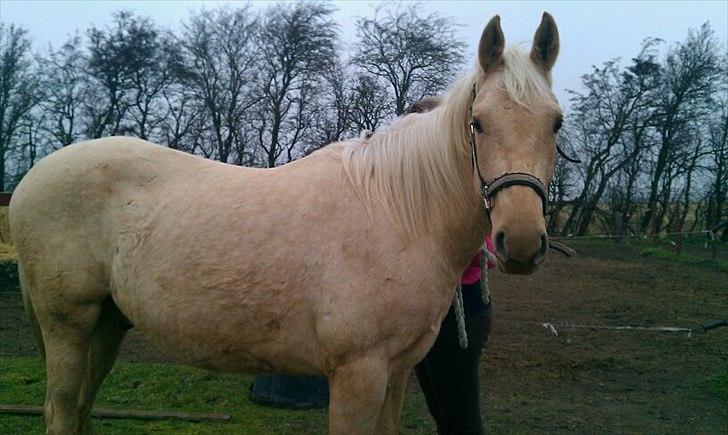 Anden særlig race Zantiago/Felix (Solgt til malene) - <3 billede 15