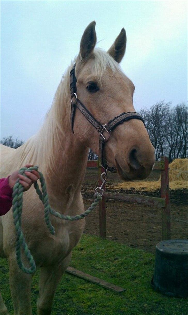 Anden særlig race Zantiago/Felix (Solgt til malene) - <3 billede 16