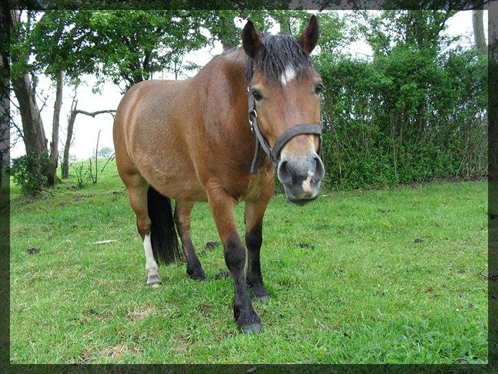 Anden særlig race Bølle Bob [Har redet] - Of all the friends I'll ever known, you are the one I won't forget. And if I die before you do, I'll go to heaven and wait for you, but if you die before I do, I'll hurry to heaven to meet you.

Foto: mig billede 9