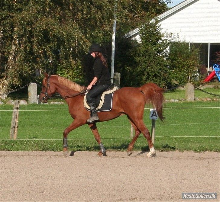 Arabisk fuldblod (OX) Ac qastal najaah ox - Mig og røde ved at lære hinanden at kende :) billede 14