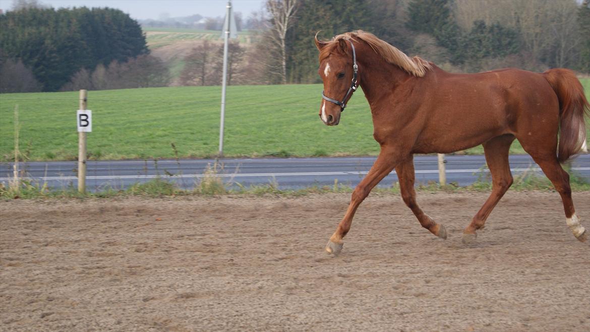 Arabisk fuldblod (OX) Ac qastal najaah ox - Røde efterår 2011 billede 17