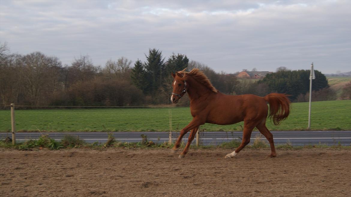 Arabisk fuldblod (OX) Ac qastal najaah ox - Røde efterår 2011 billede 19