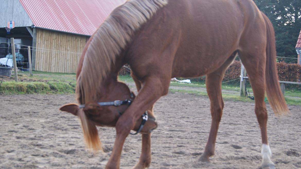 Arabisk fuldblod (OX) Ac qastal najaah ox - Røde efterår 2011 billede 20