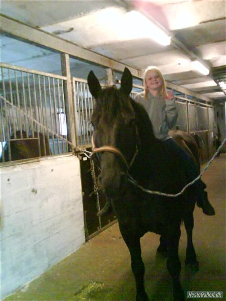 Merens de Cheval grillon billede 1