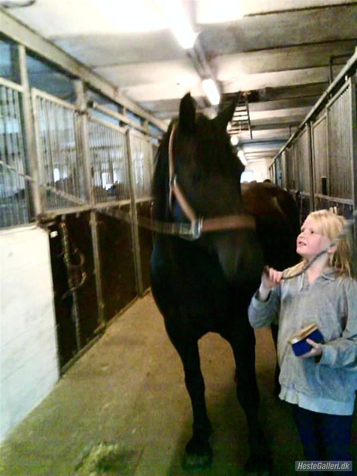 Merens de Cheval grillon billede 2