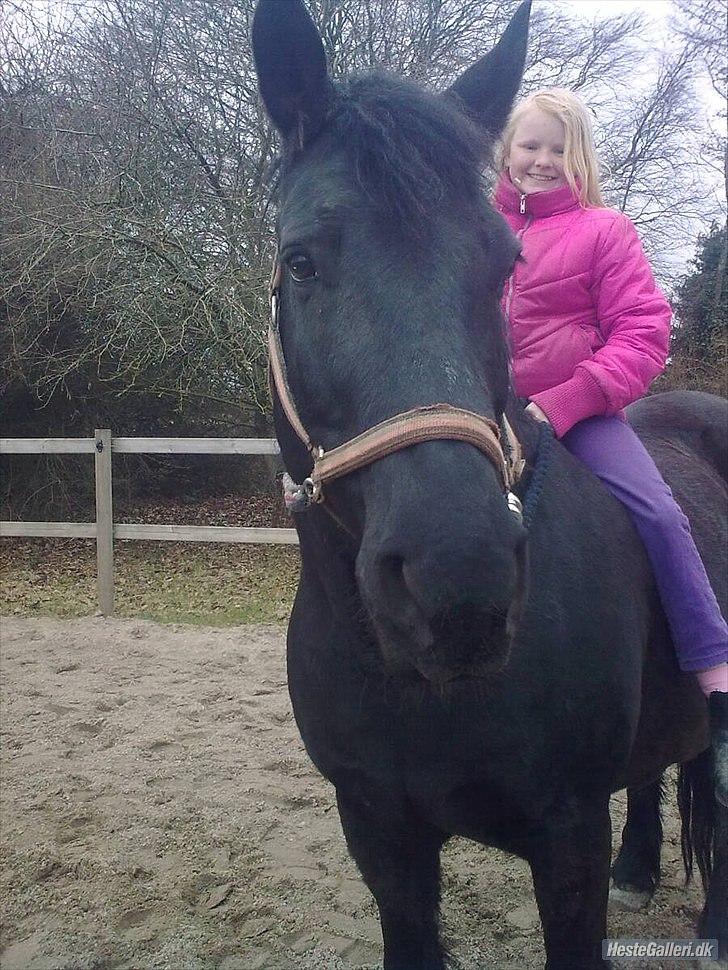 Merens de Cheval grillon billede 3