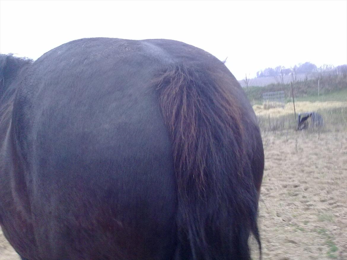 Merens de Cheval grillon billede 5