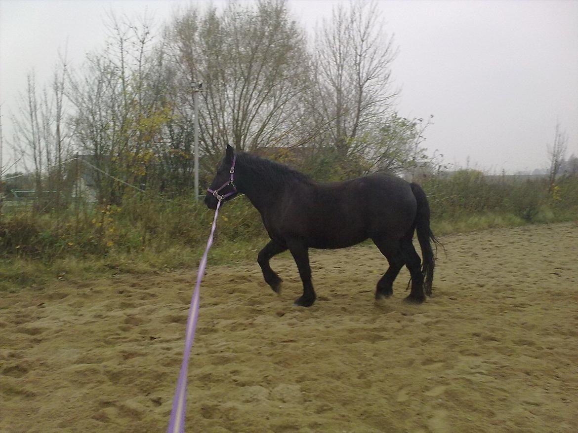 Merens de Cheval grillon billede 6