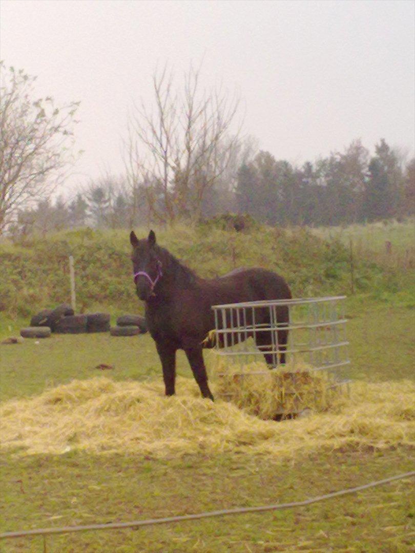 Merens de Cheval grillon billede 7