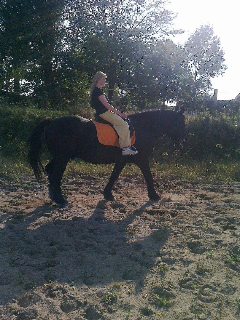 Merens de Cheval grillon billede 8