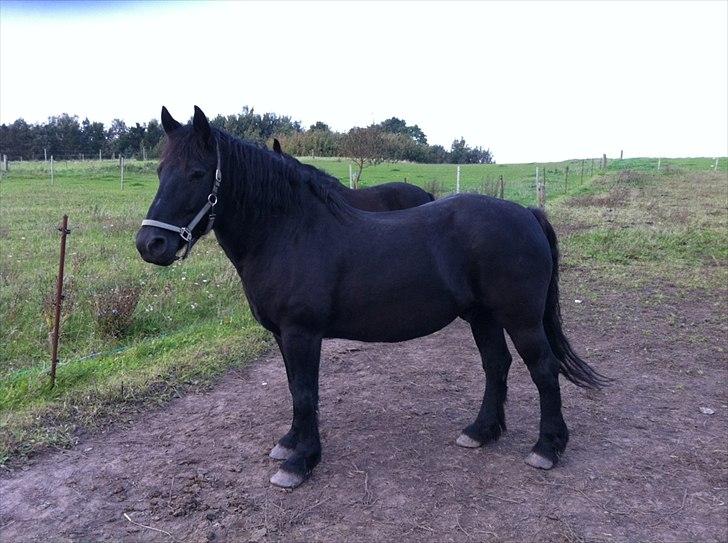 Merens de Cheval grillon billede 9