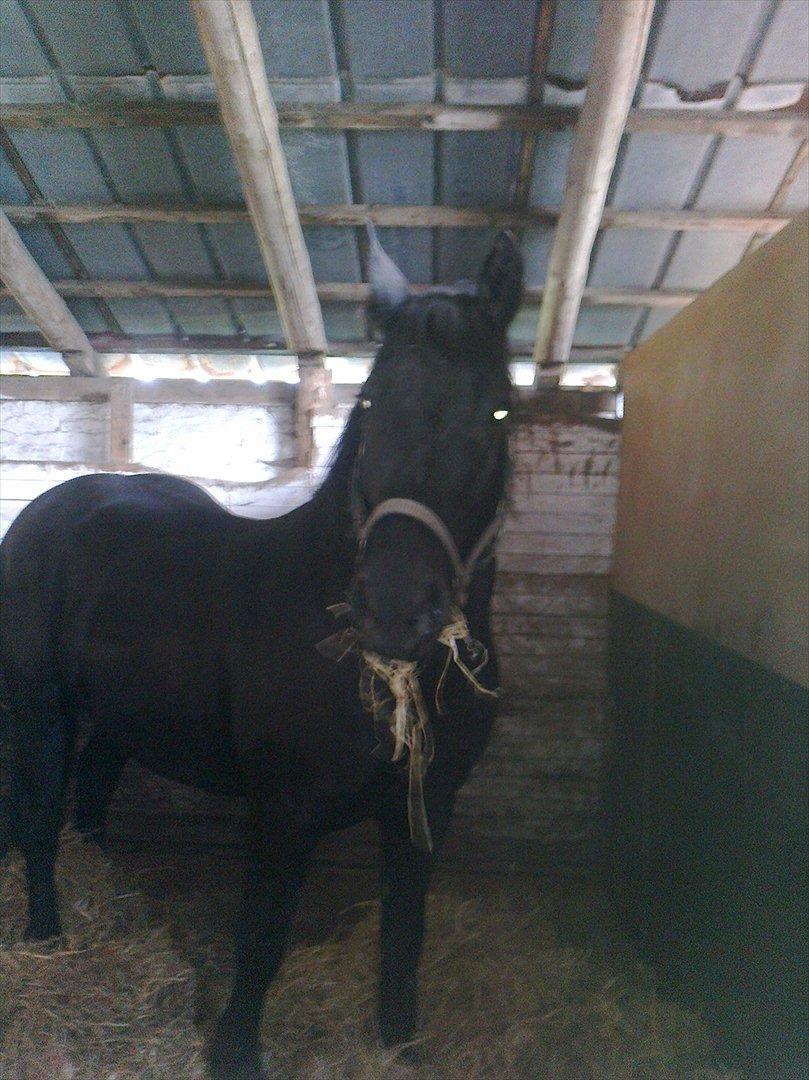 Merens de Cheval grillon billede 12