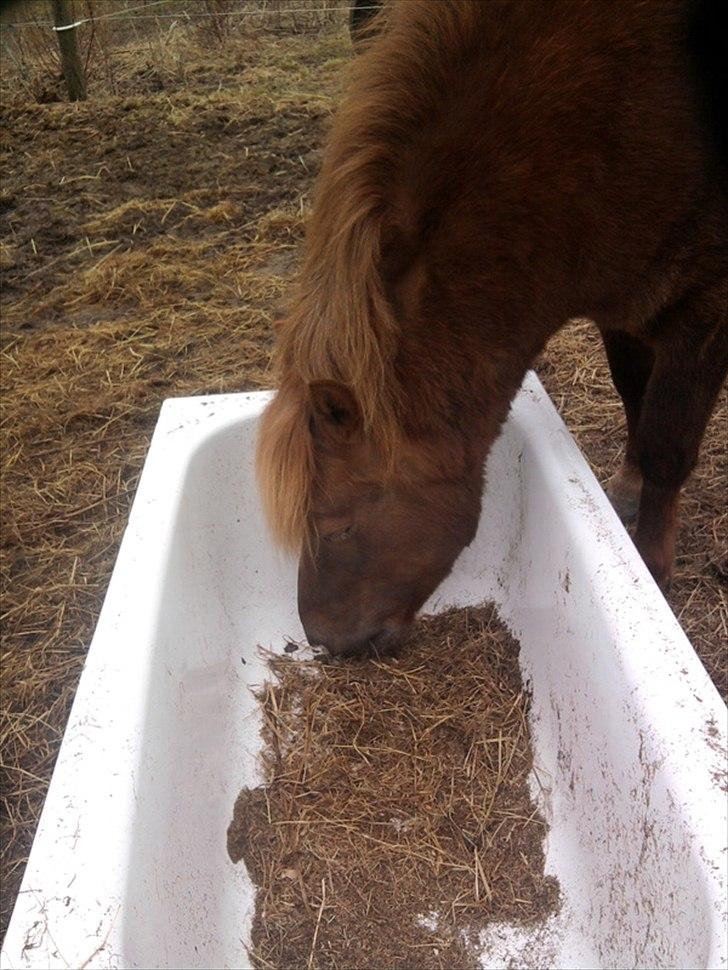 Anden særlig race Anton (den søde ''rullepølse'') billede 9