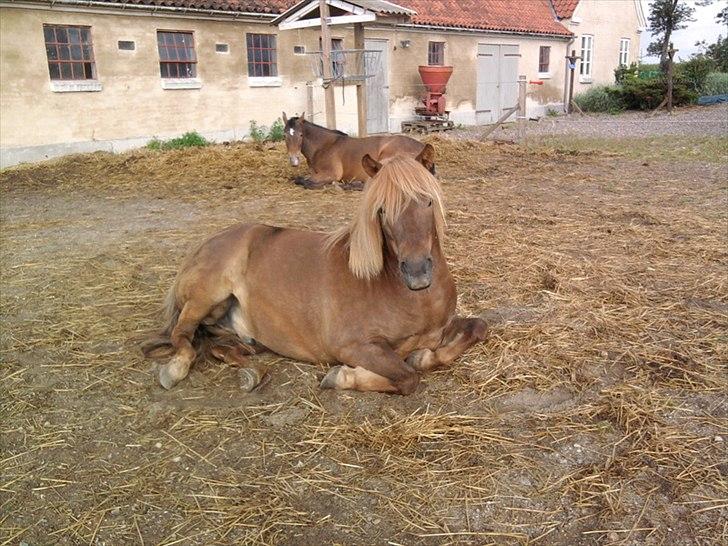 Anden særlig race Anton (den søde ''rullepølse'') billede 10