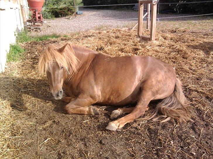 Anden særlig race Anton (den søde ''rullepølse'') billede 11