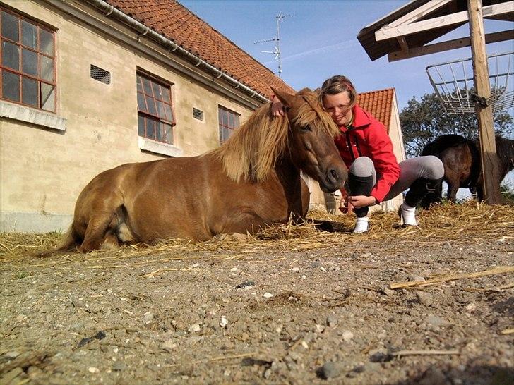 Anden særlig race Anton (den søde ''rullepølse'') billede 12