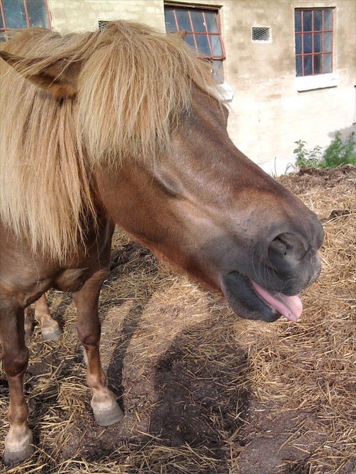 Anden særlig race Anton (den søde ''rullepølse'') billede 3