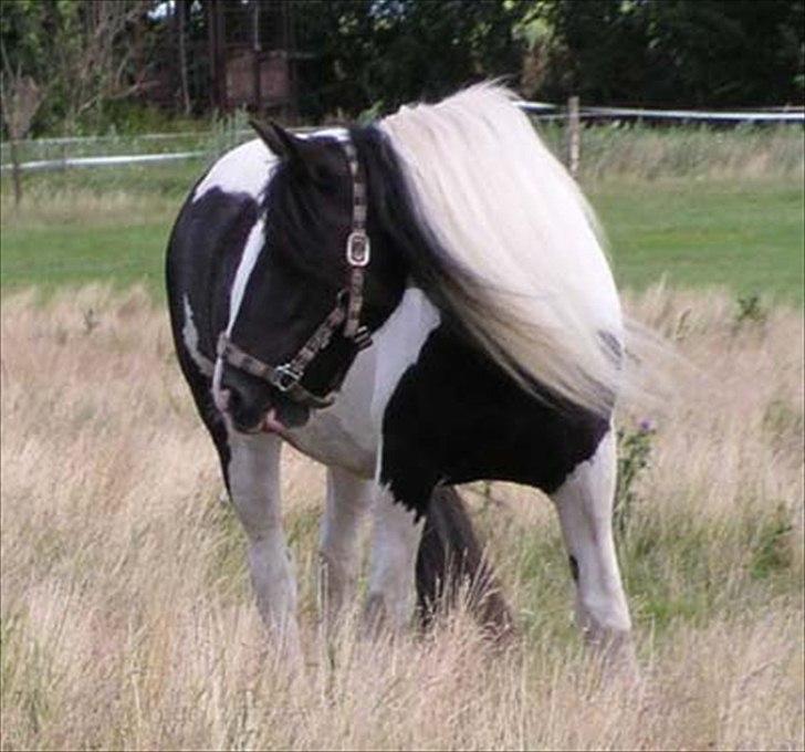 Irish Cob Holms  Emmely - Emmely hos hingst billede 11