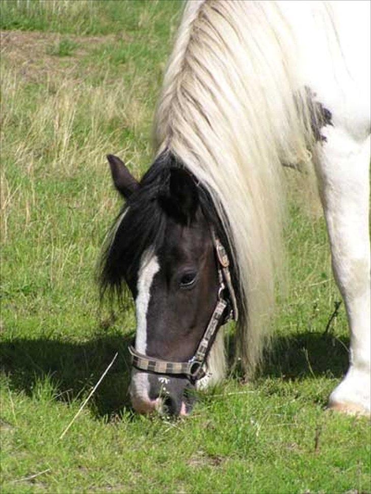 Irish Cob Holms  Emmely billede 12