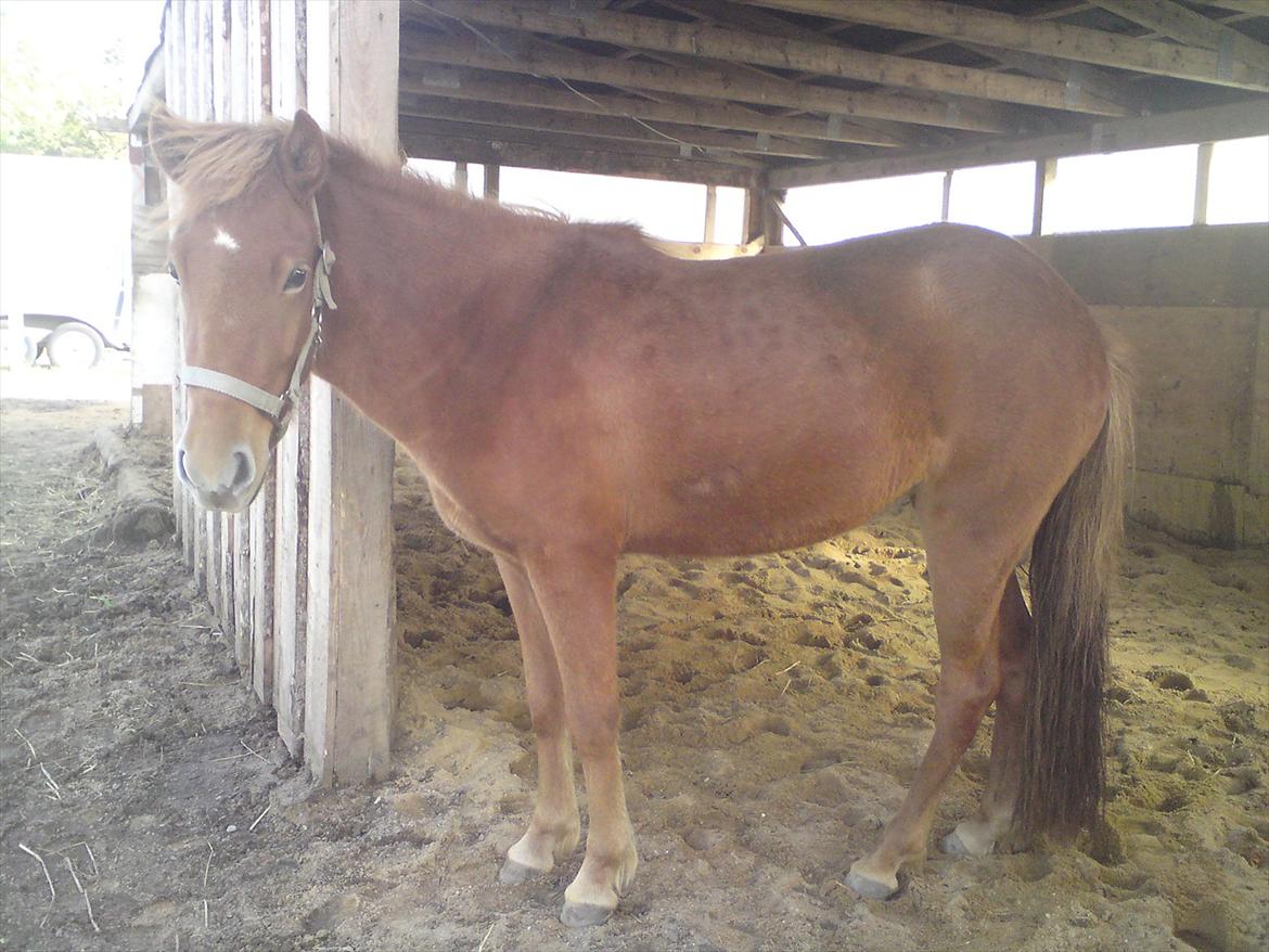 Islænder Ödlingur fra Vrønding billede 1