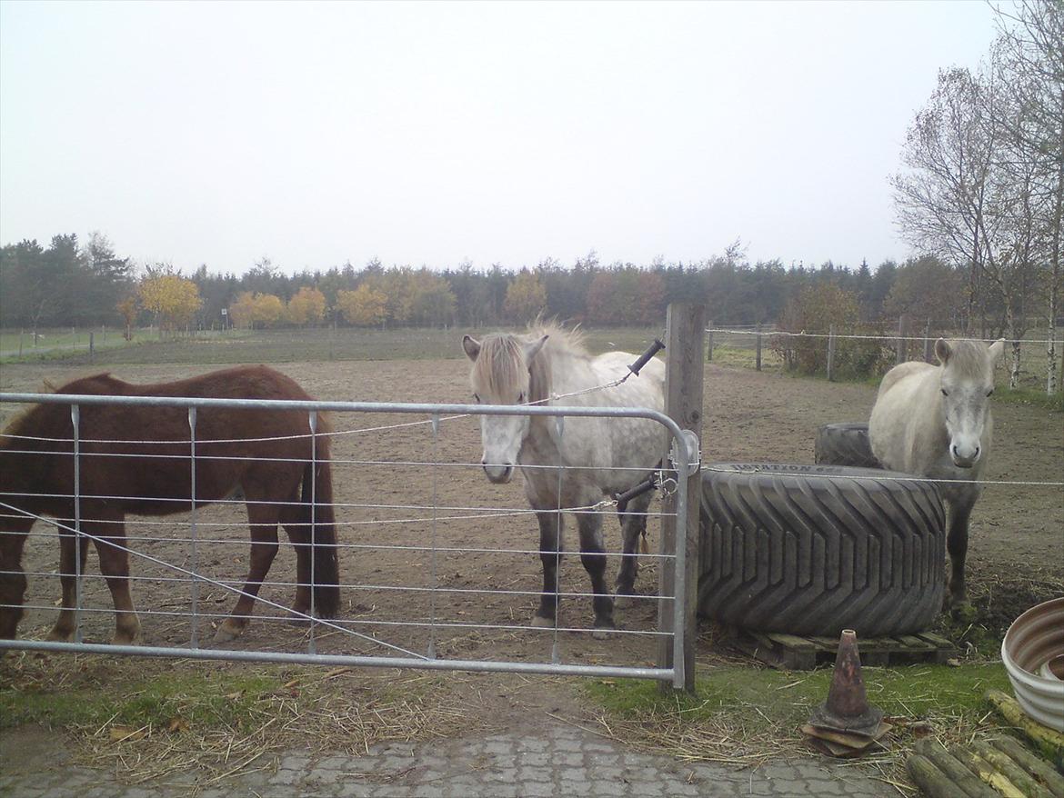 Islænder Ödlingur fra Vrønding billede 2