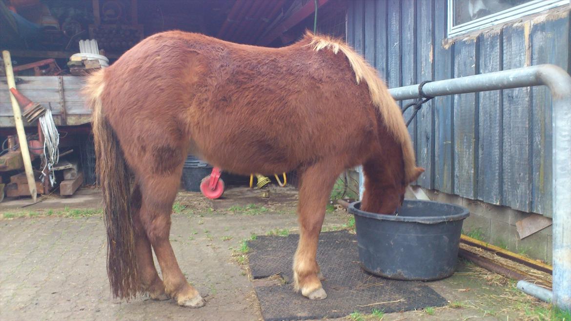 Islænder Ödlingur fra Vrønding billede 3
