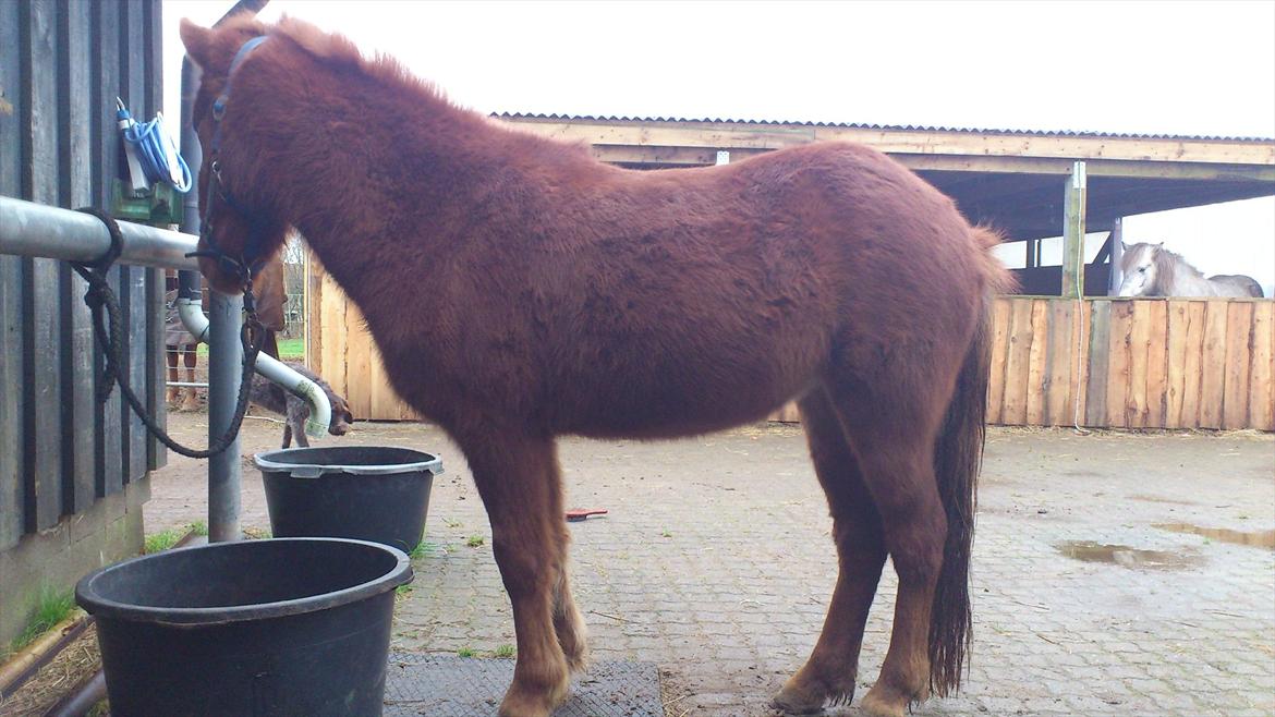 Islænder Ödlingur fra Vrønding billede 4