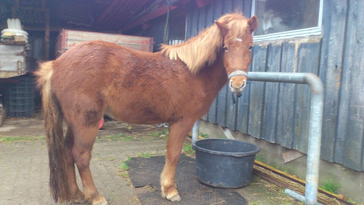 Islænder Ödlingur fra Vrønding billede 5