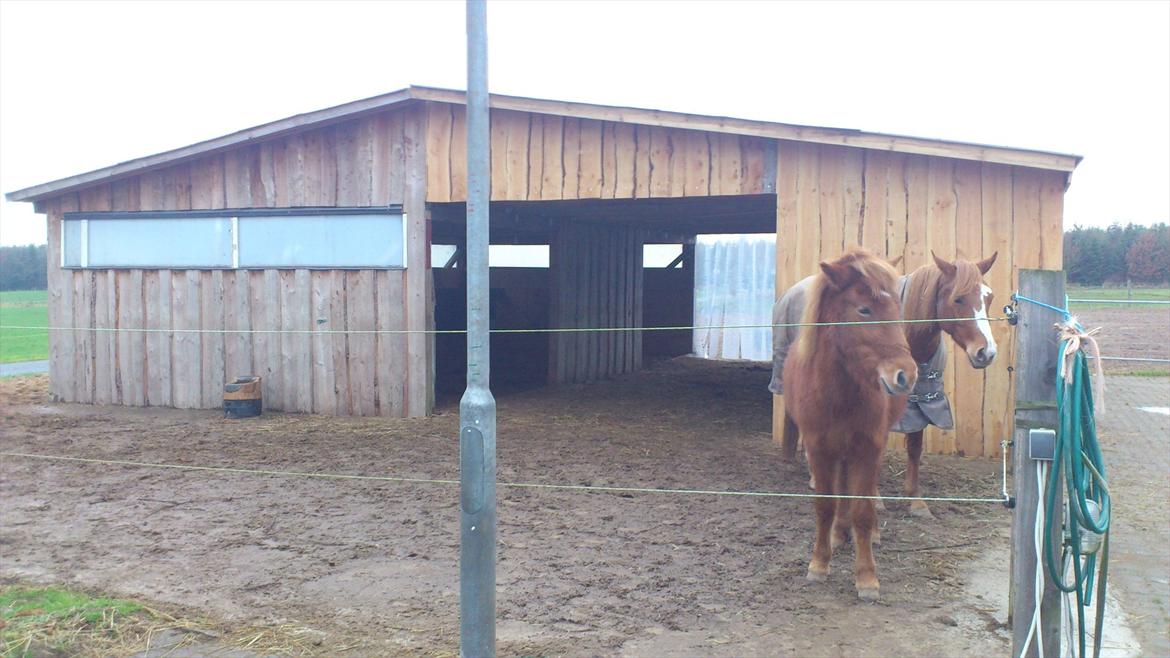 Islænder Ödlingur fra Vrønding billede 6