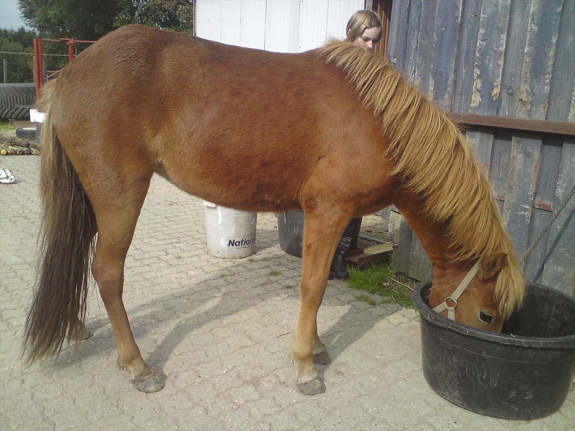 Islænder Ödlingur fra Vrønding billede 7