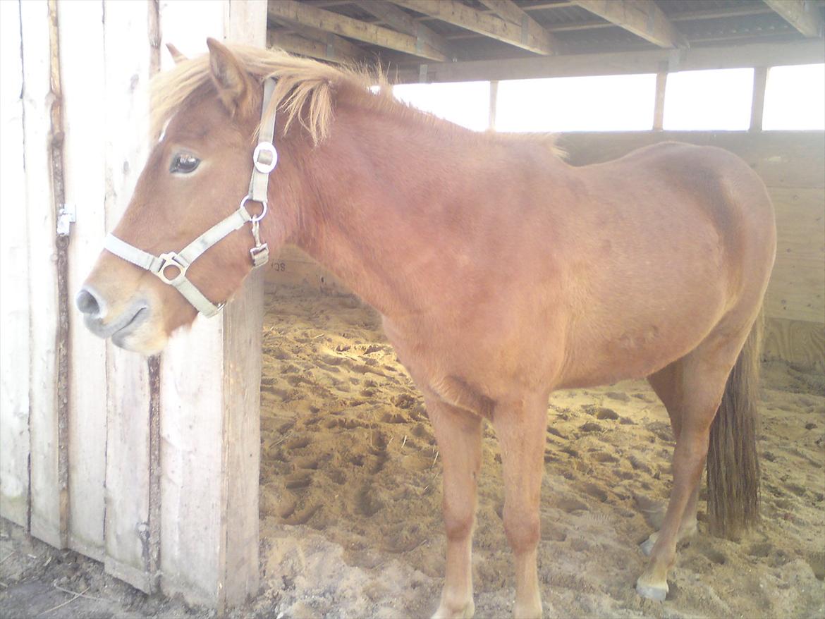 Islænder Ödlingur fra Vrønding billede 8