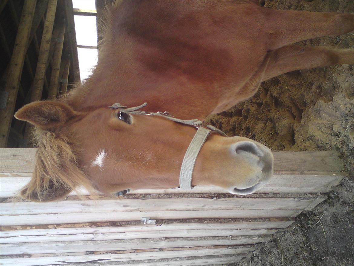 Islænder Ödlingur fra Vrønding billede 9