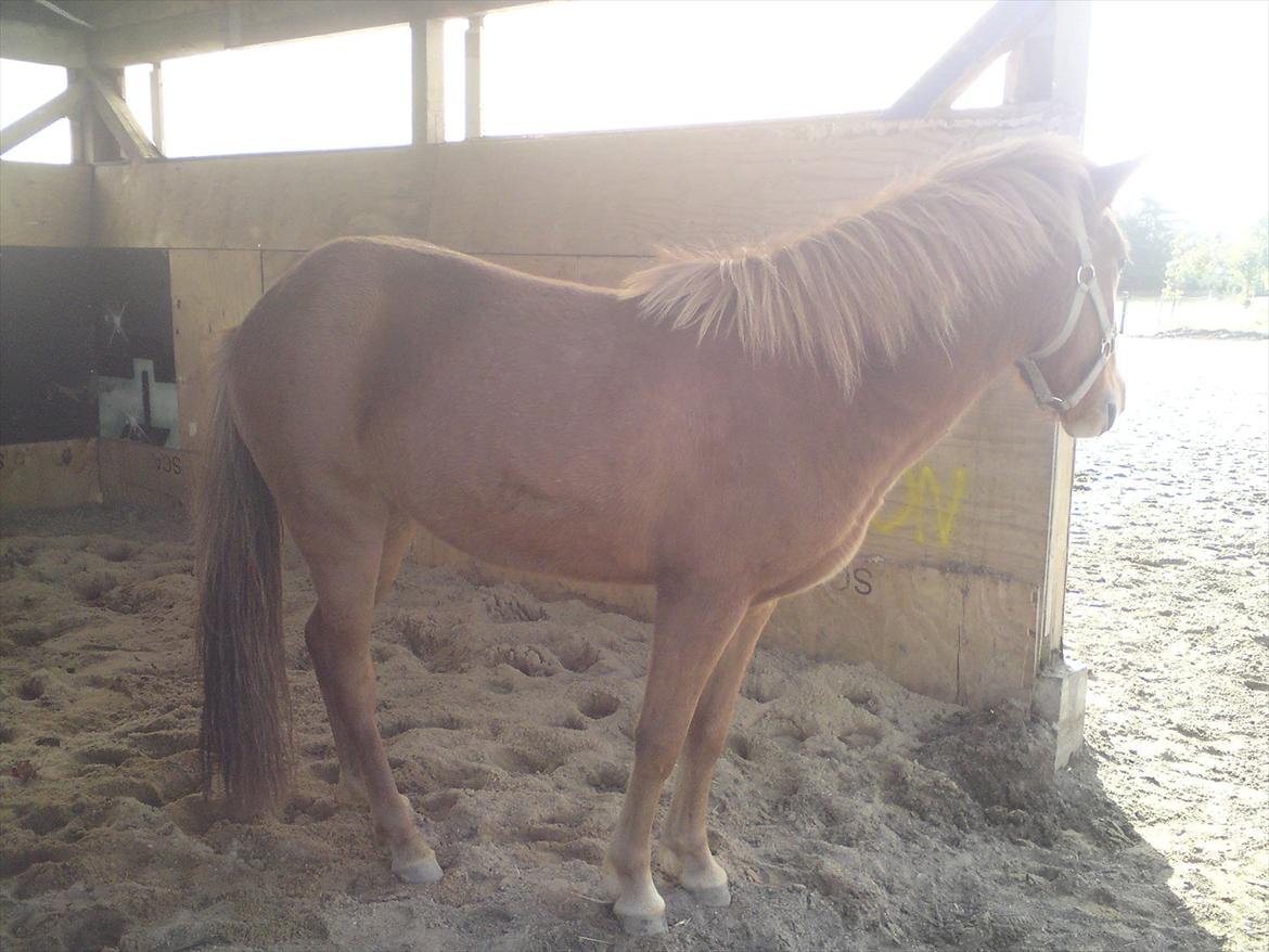 Islænder Ödlingur fra Vrønding billede 10