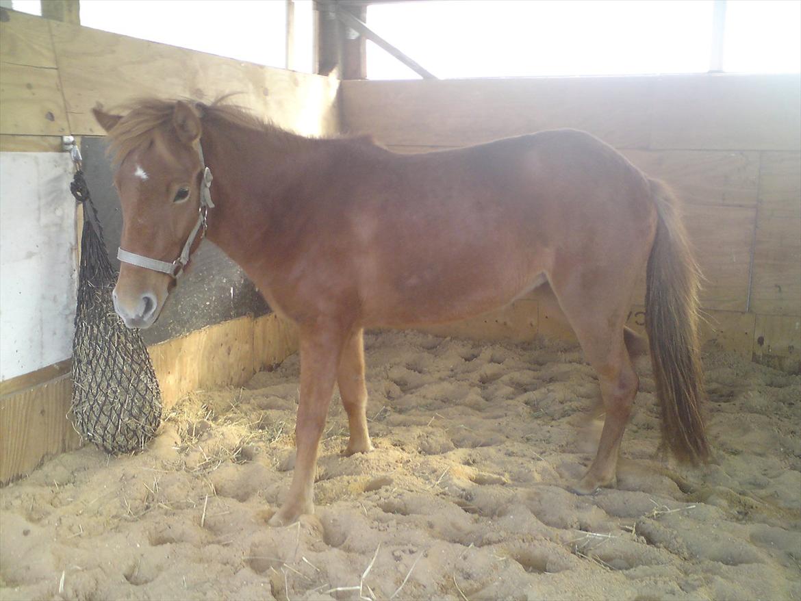 Islænder Ödlingur fra Vrønding billede 11