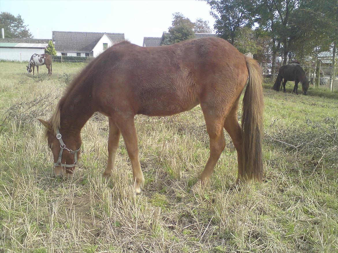 Islænder Ödlingur fra Vrønding billede 12