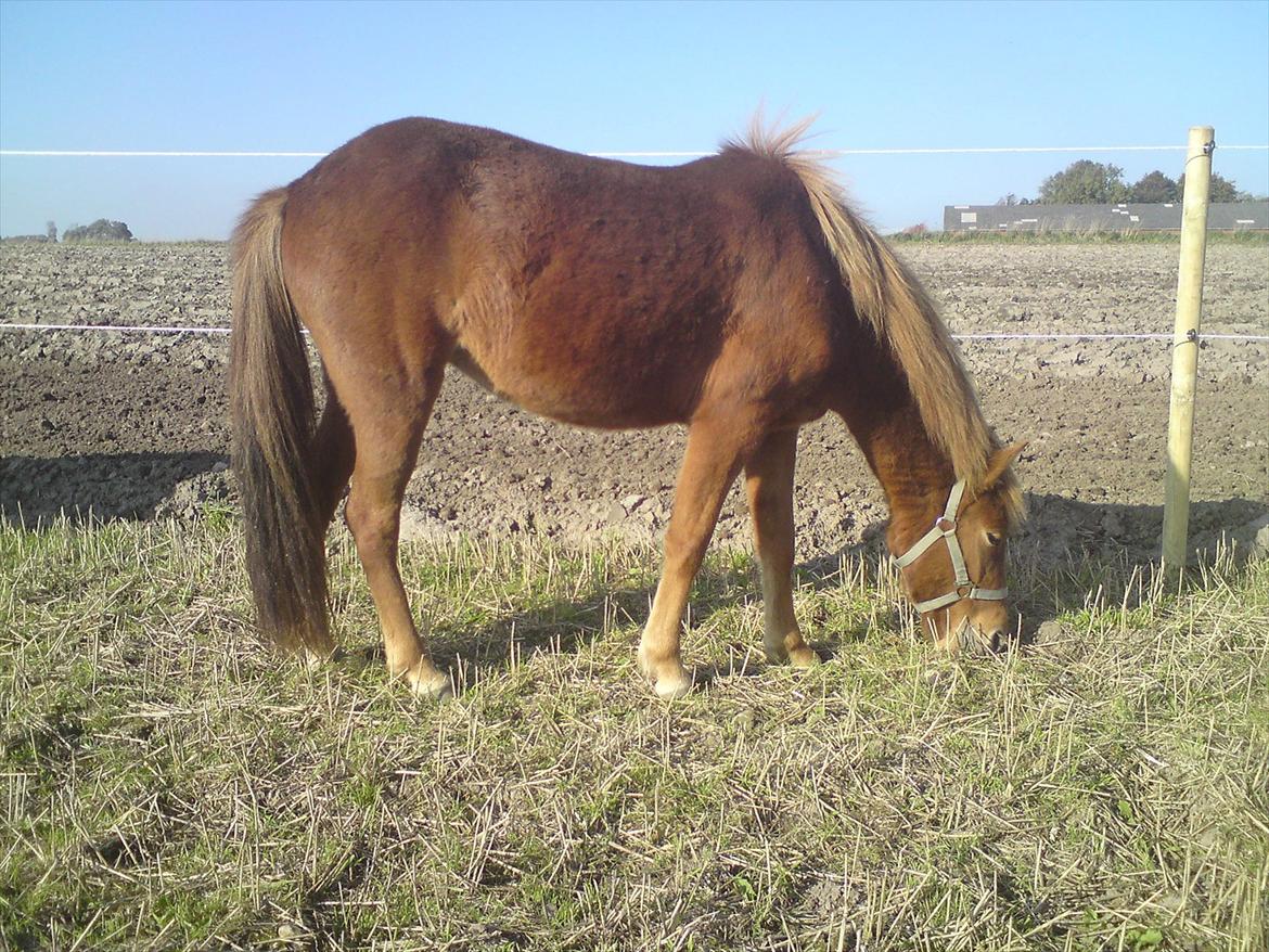 Islænder Ödlingur fra Vrønding billede 13