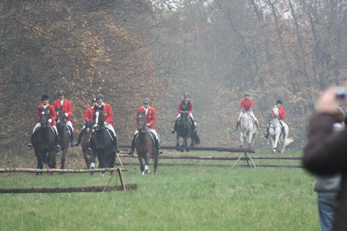 Dansk Varmblod Losanna - Hubertusjagt 2011 :D billede 11