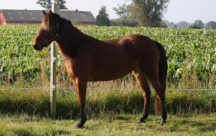 Gotlandsruss Hellestruplunds Geena (lånehest) - Hihi !! you are an engel, and i miss you so mutch :O billede 17