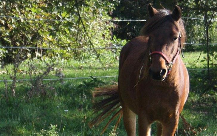 Gotlandsruss Hellestruplunds Geena (lånehest) - Smukke tøs <3 billede 18