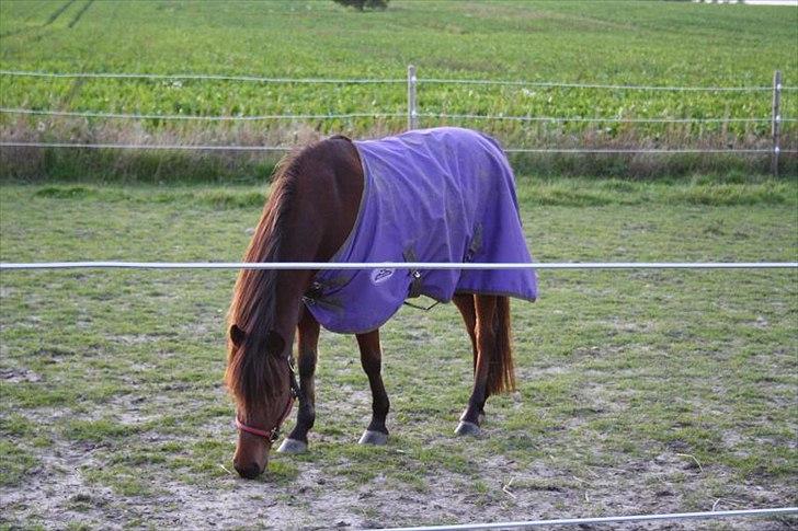 Gotlandsruss Hellestruplunds Geena (lånehest) - Geena !! billede 19